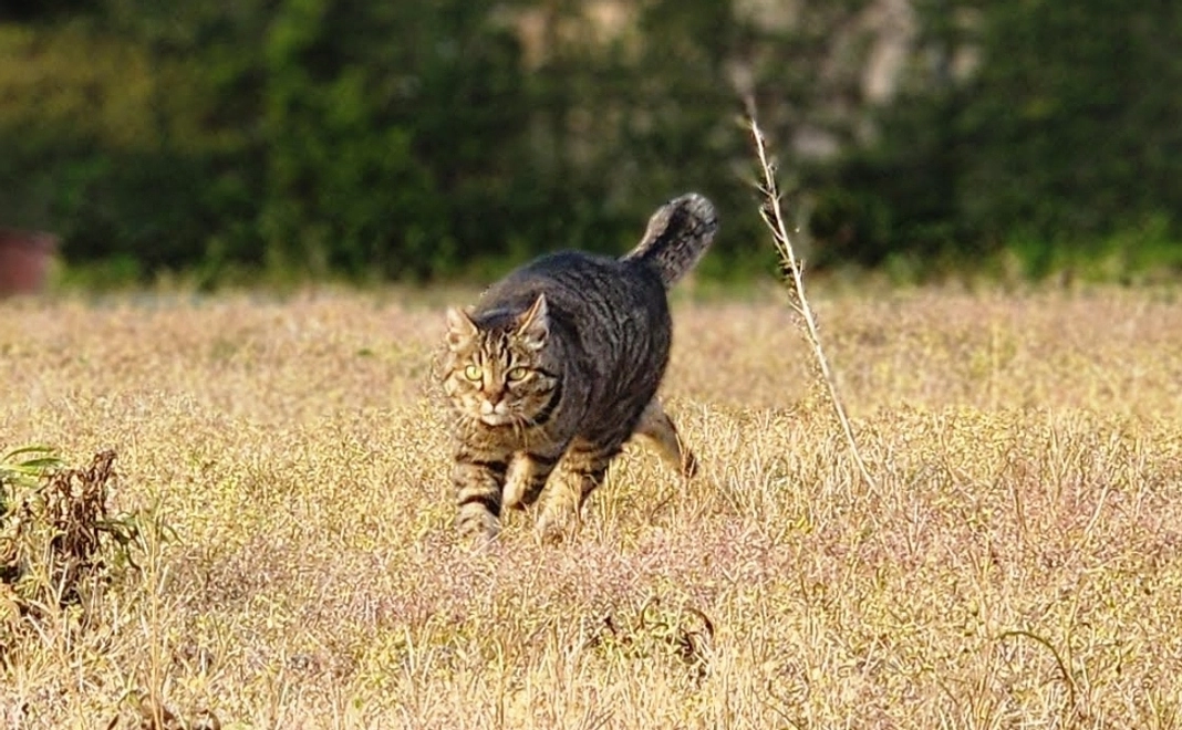 がんばれのらちゃん