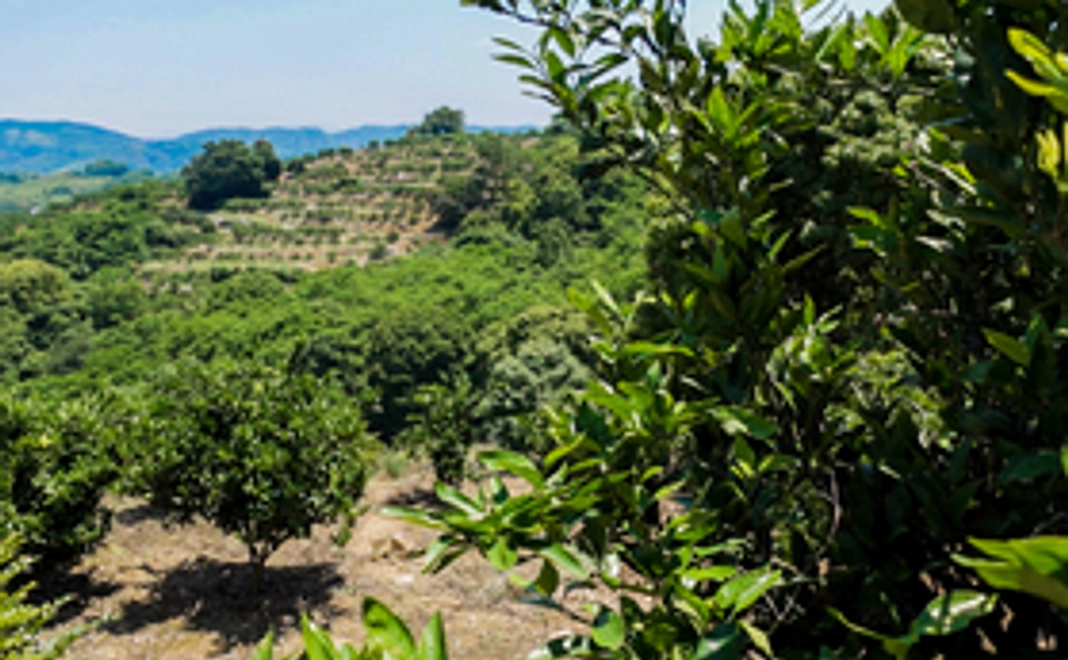 応援！その1（リターン不要の方向け）