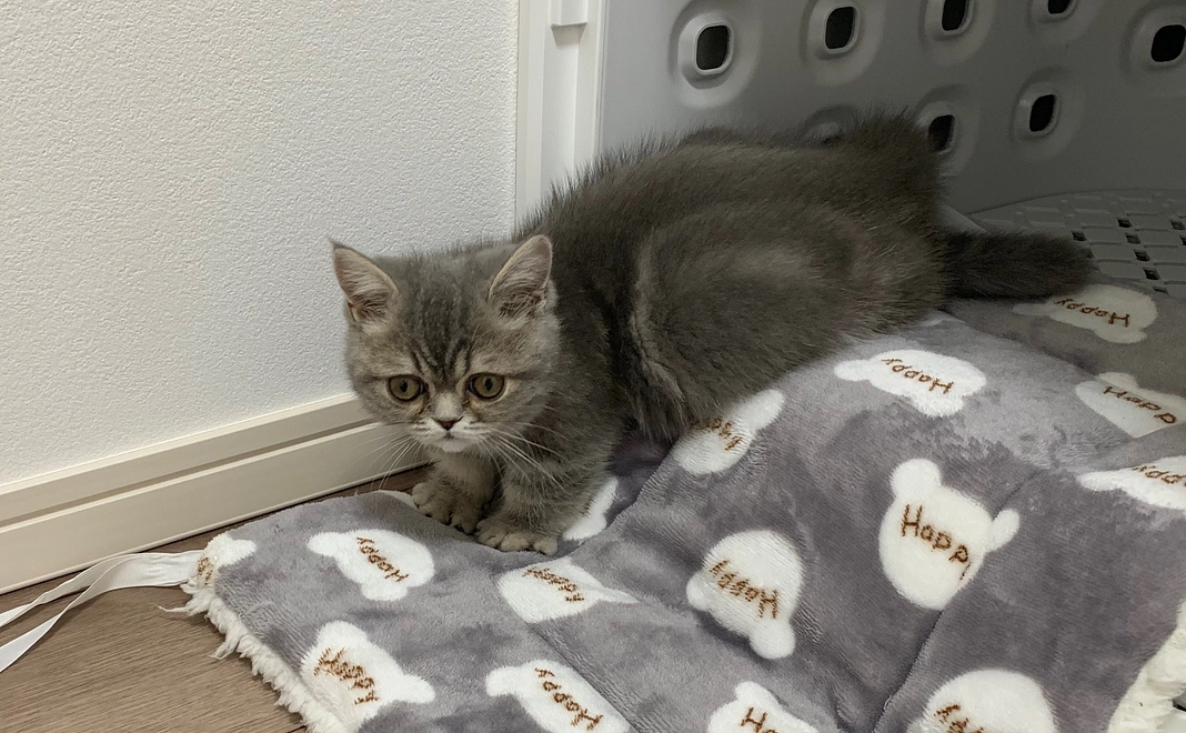 どるくんから感謝のメール・写真2枚