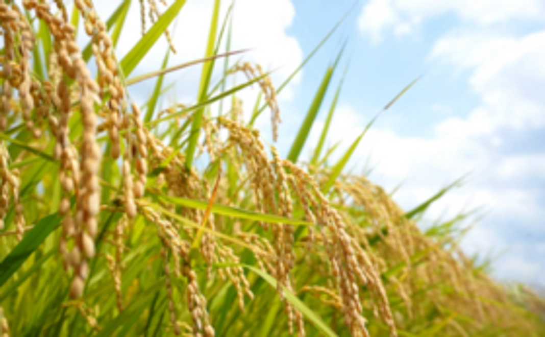 【文化財の保護サポーターコース】特別農家栽培限定米「つや姫」5kg