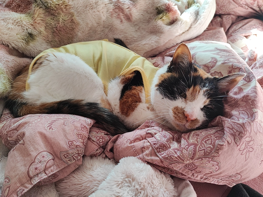 【Vol.3 3/22】ご支援のお礼と、リブの当時の状況について2