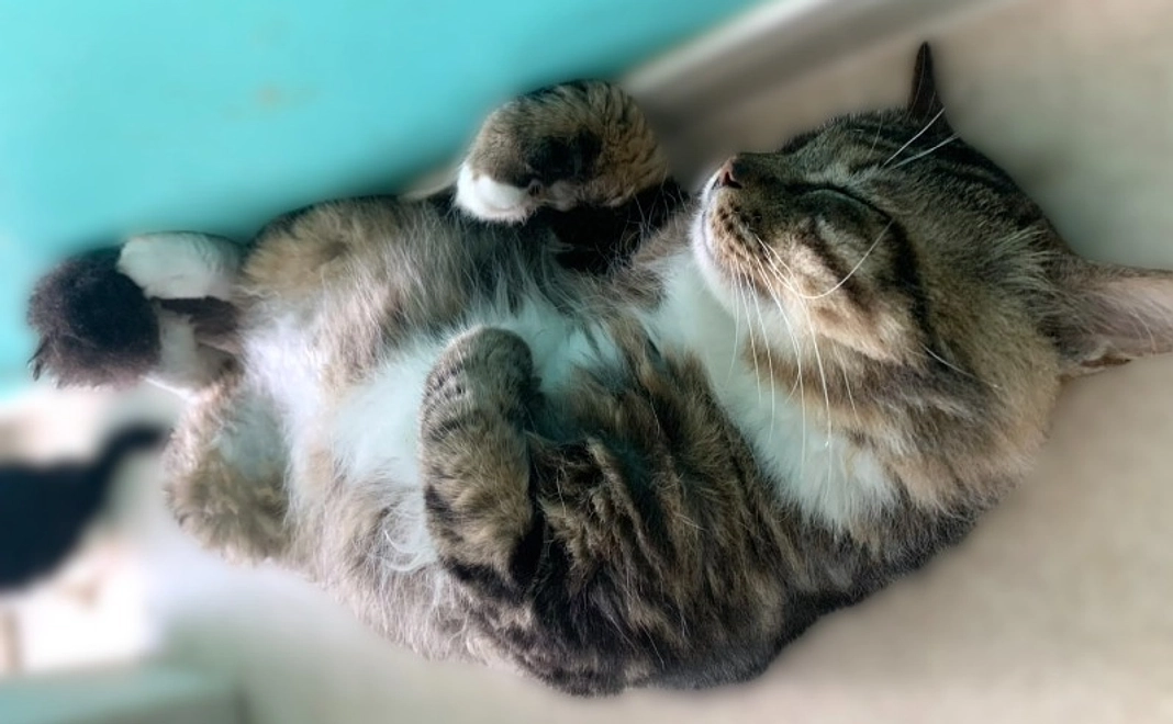 応援コース|3,000円