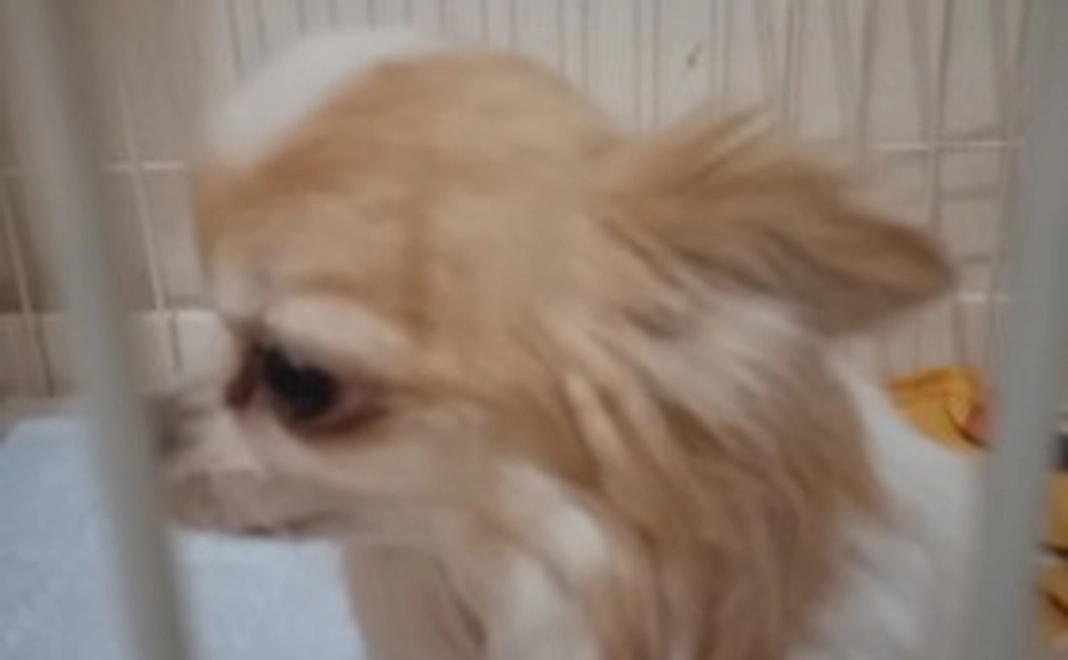 プーちゃんからのお礼①