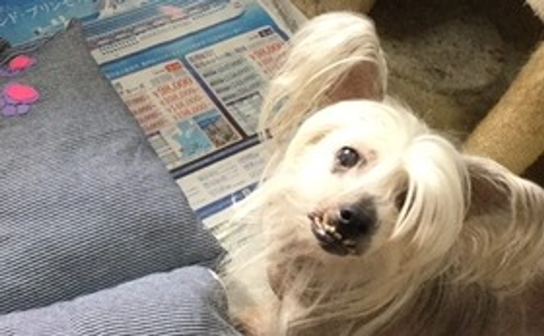 ゆったりフレンズコース(ユーリー、のんびりして欲しいワン)