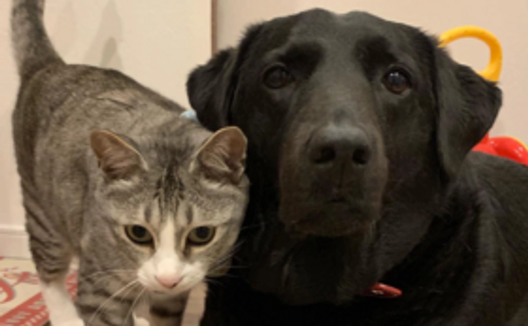 １．純粋応援コース