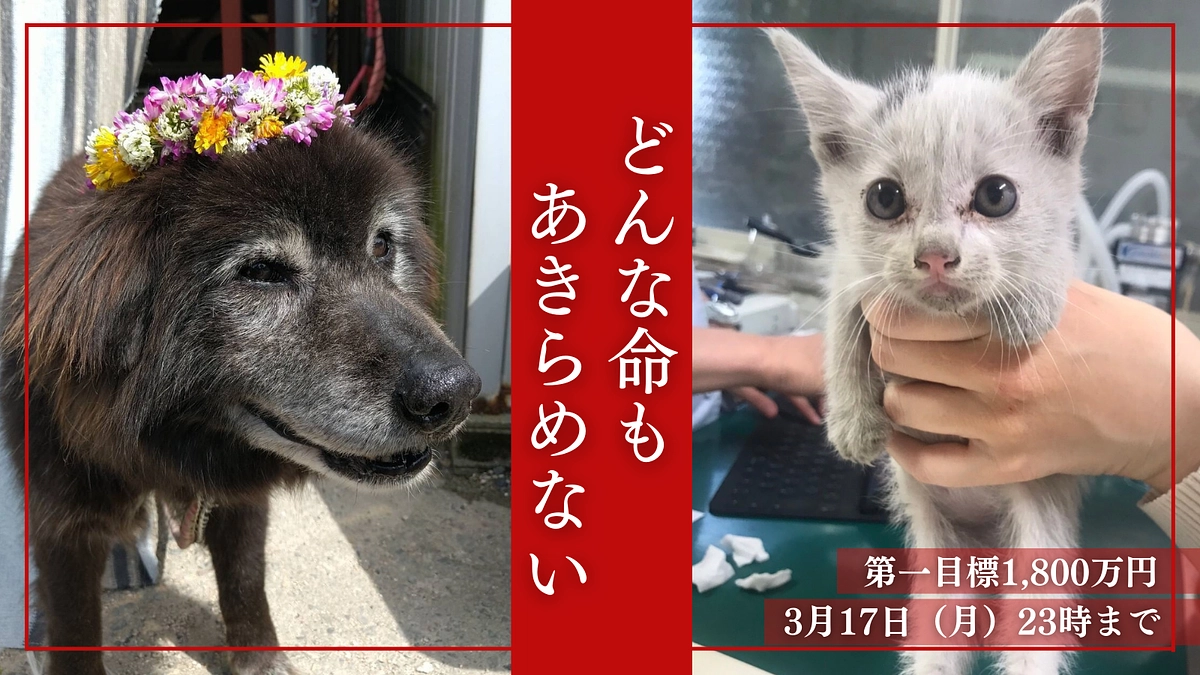 【残り17日】達成まであと1,000万円。どうか私たちに、犬猫たちに力をお貸しください…！