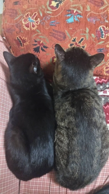 クロ君のその後