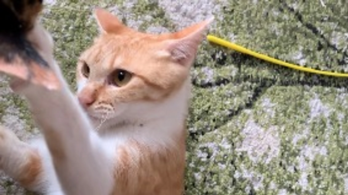 投薬44日目（プロジェクト開始4日目）