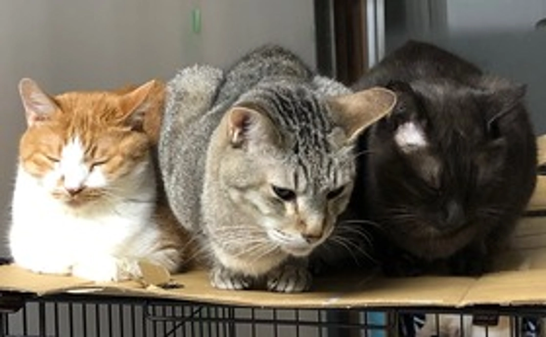 【学生の皆様にお勧め】（寄付型・リターンなし）感謝のメール