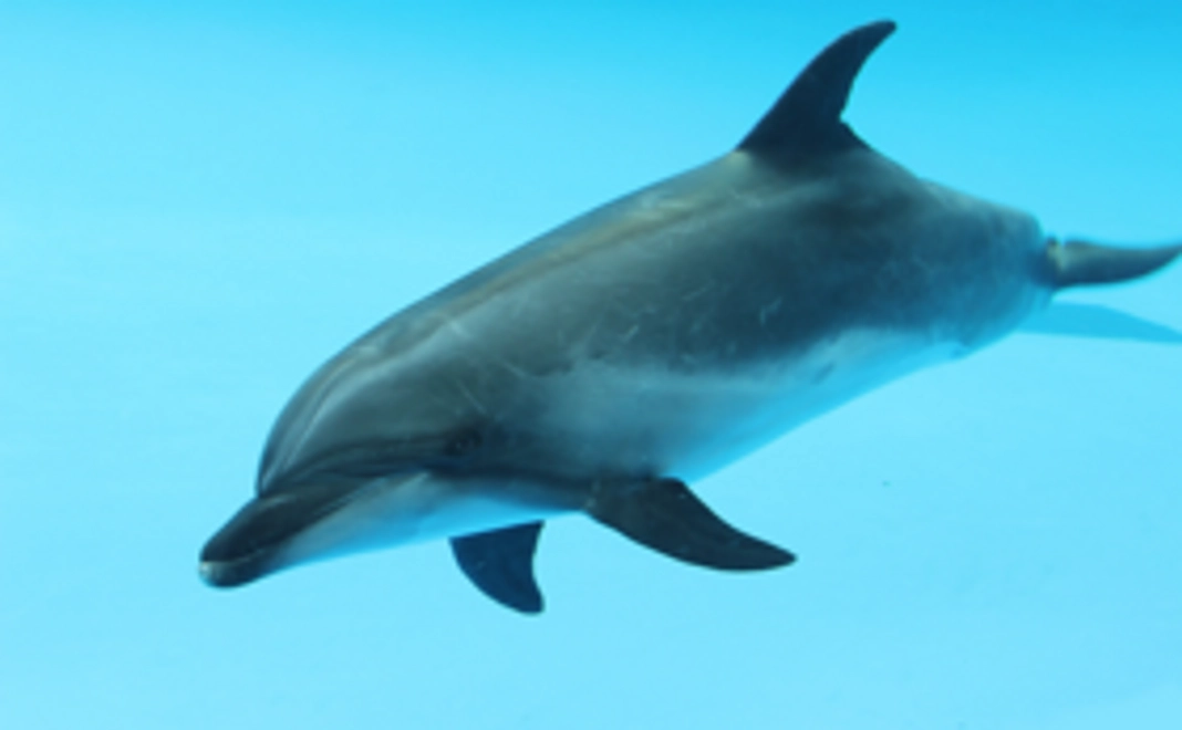 【手話ガイド育成を応援！】イルカのタッチングなど水族館体験ツアー