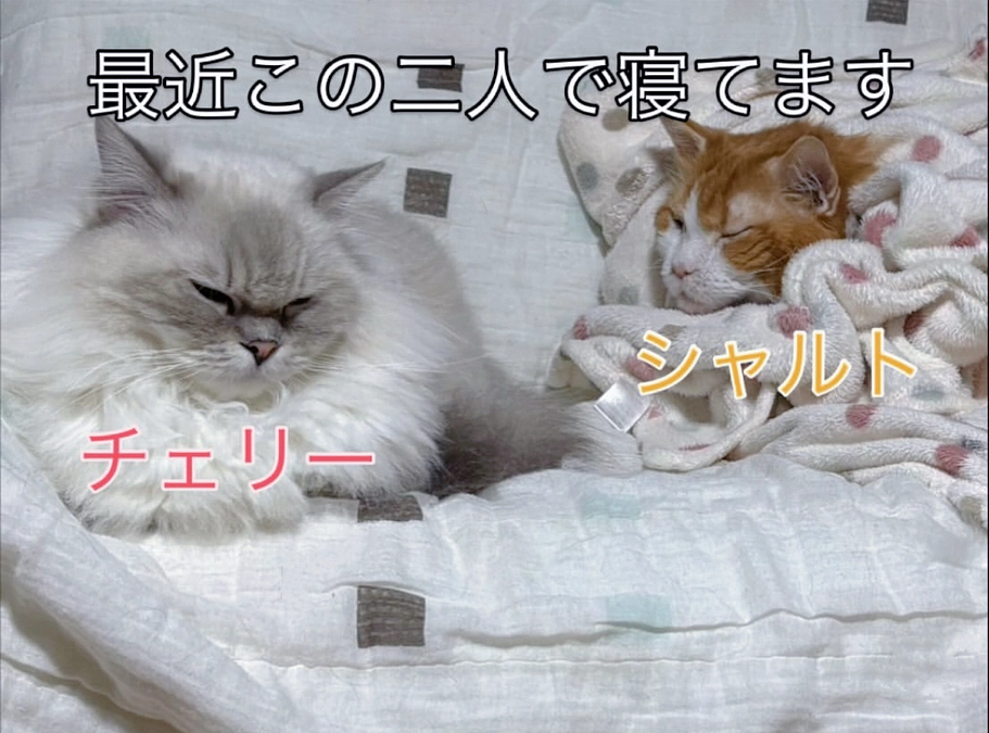 10回目の抗がん治療と経過