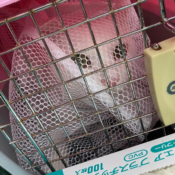 キクちゃんの子猫　白猫のしらぎく