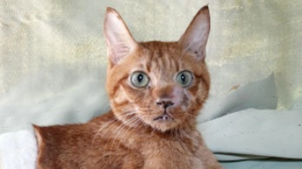 9/10  最近の琥珀の様子です