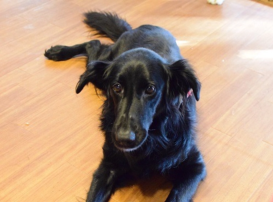 応援メッセージNo.4古きボランティア仲間の梶山裕美子様より