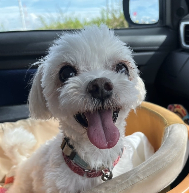 のわくんの手術に向けてのクラウドファンディング　目標金額達成いたしました！