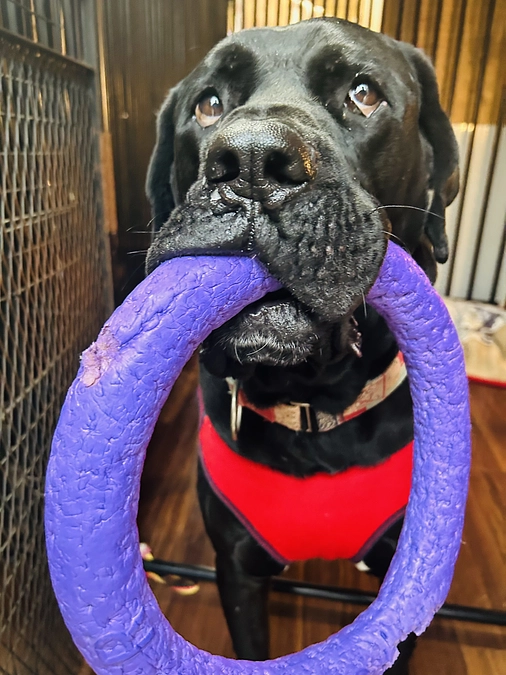 看取りボランティア8号「次郎ラモ」供血ボランティア風景