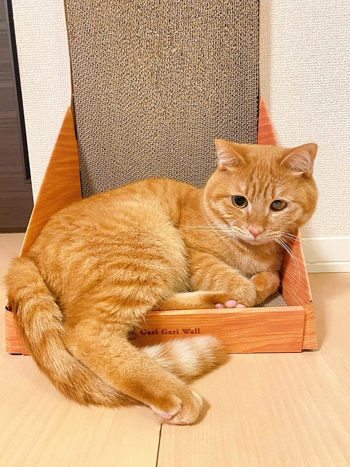 最近のむぎちゃん