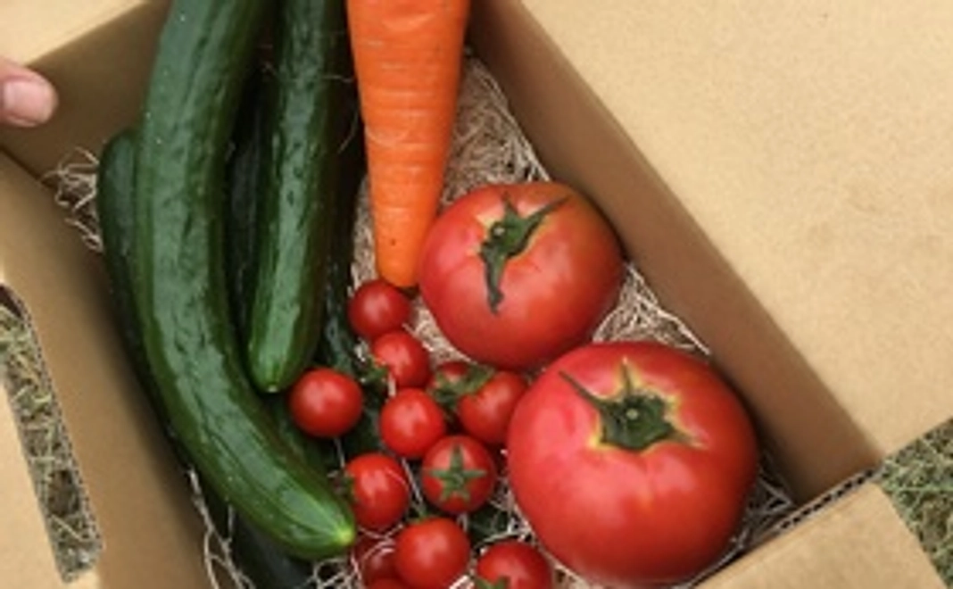 朝採り野菜セット