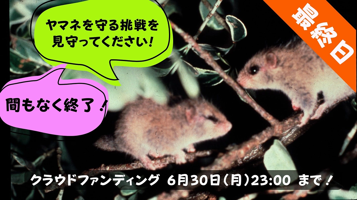 ヤマネを守る挑戦【残り３時間！】最後まで応援してください！🎀