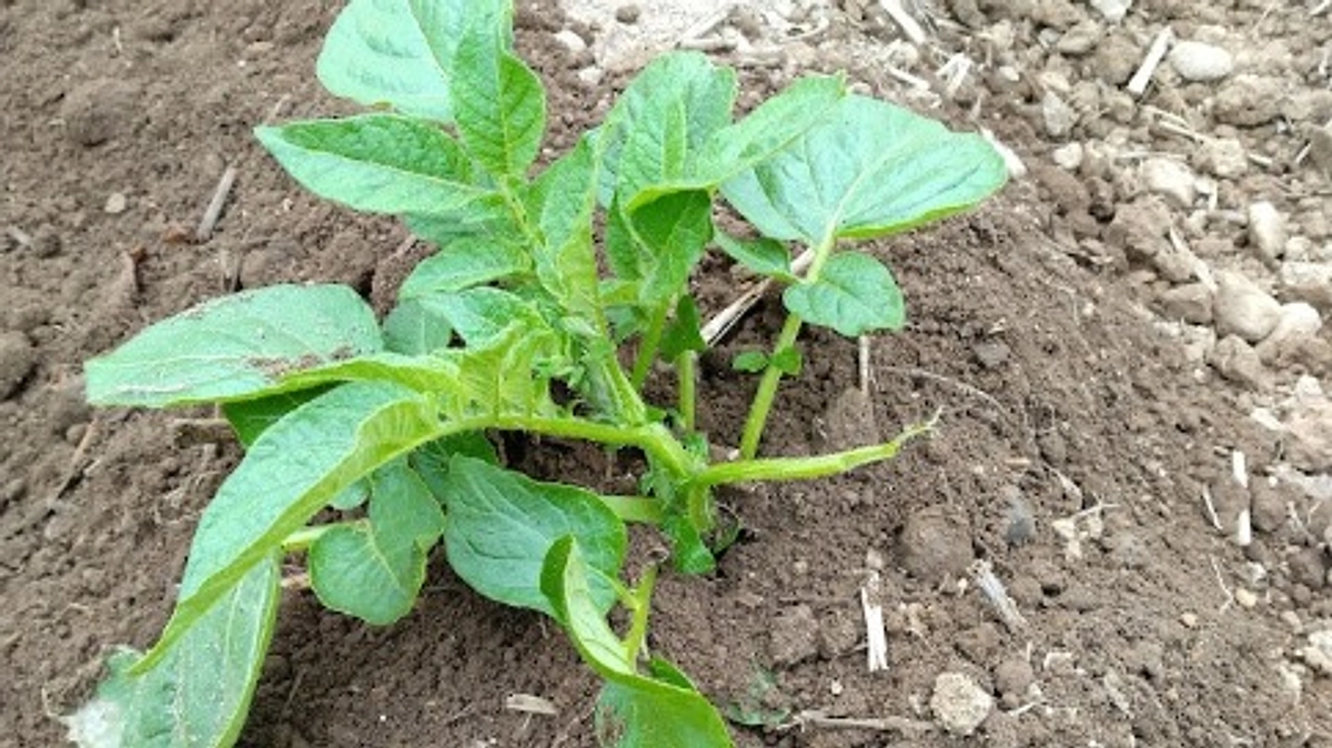 じゃがいもを植えました！　～その５　土寄せ～