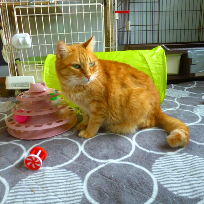 在籍猫紹介【くぼん君】