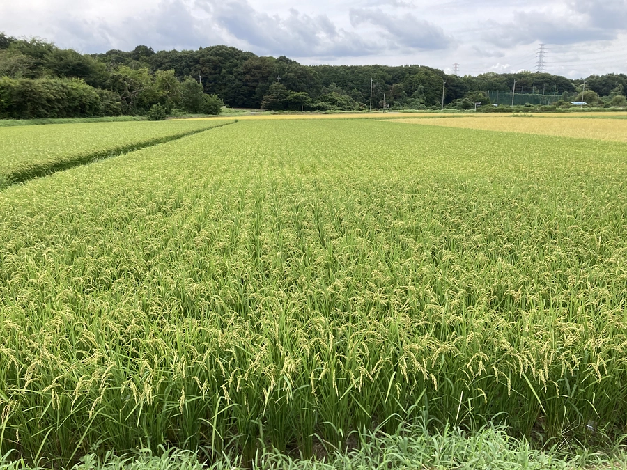 二十四節気、処暑から白露へ。七十二候、草露白(くさのつゆしろし)へ。