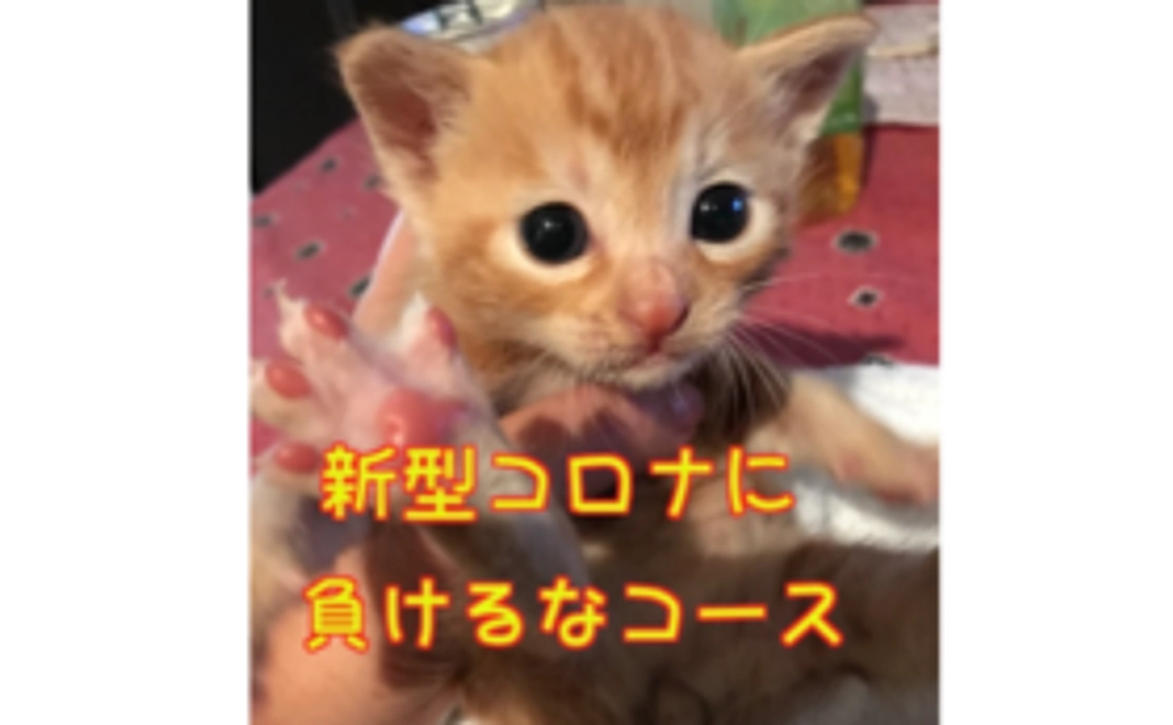 【リターン不要】新型コロナに負けるなコース