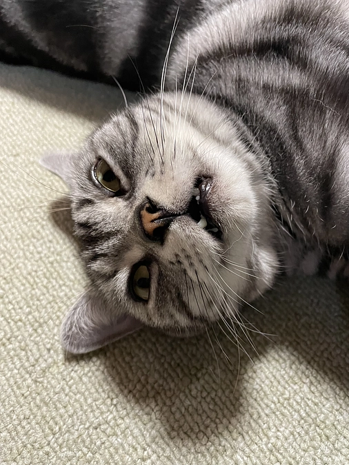 本日の銀時(投薬64日目)