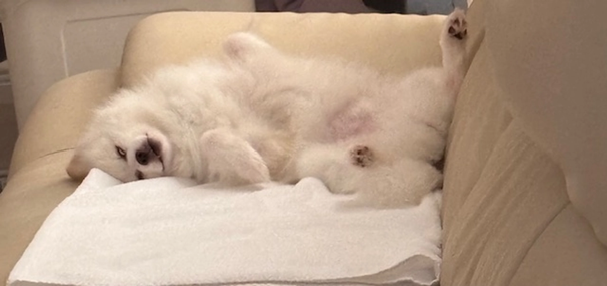 明日のMRI頑張ってね🐶