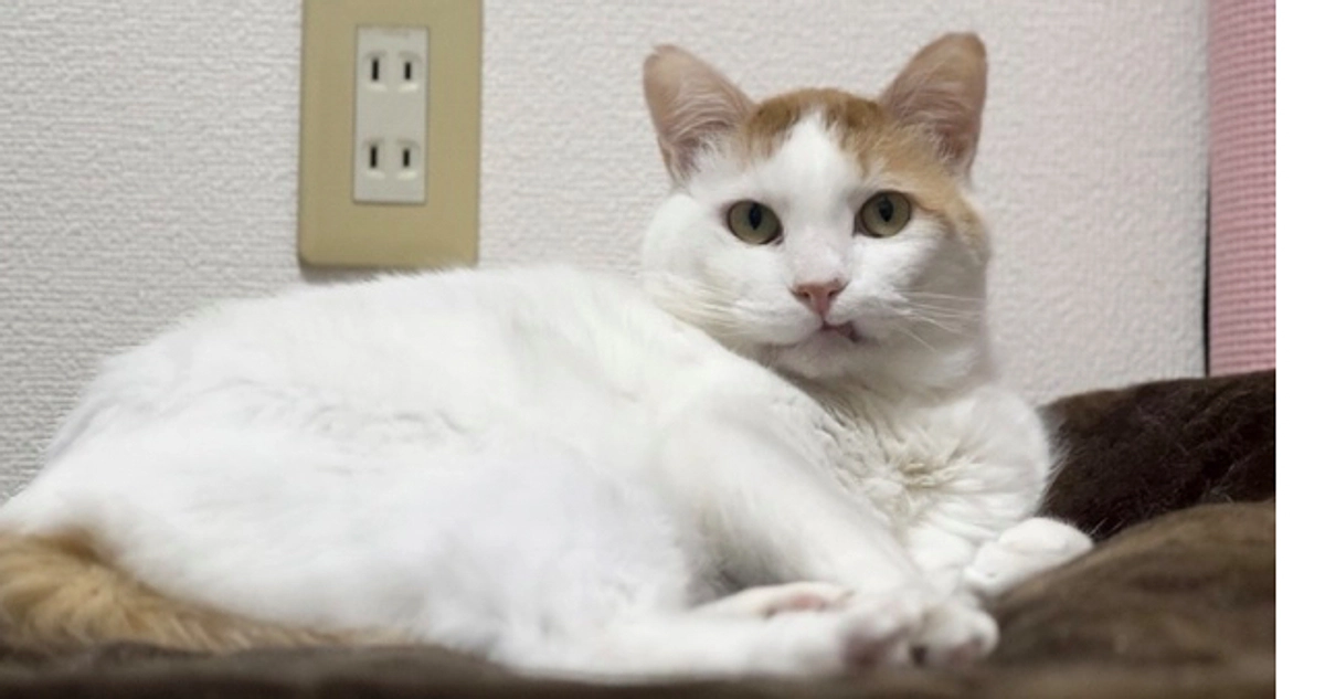 「交通事故から命を救う──ICUで回復した保護猫けんしろうの奇跡」