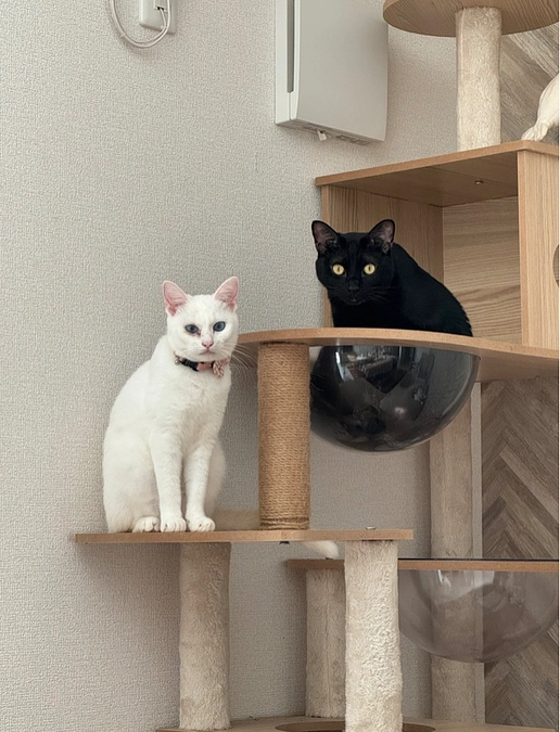 食べることができなかったリボンちゃん〜ゆっくり、でも確実に元気を取り戻しました〜