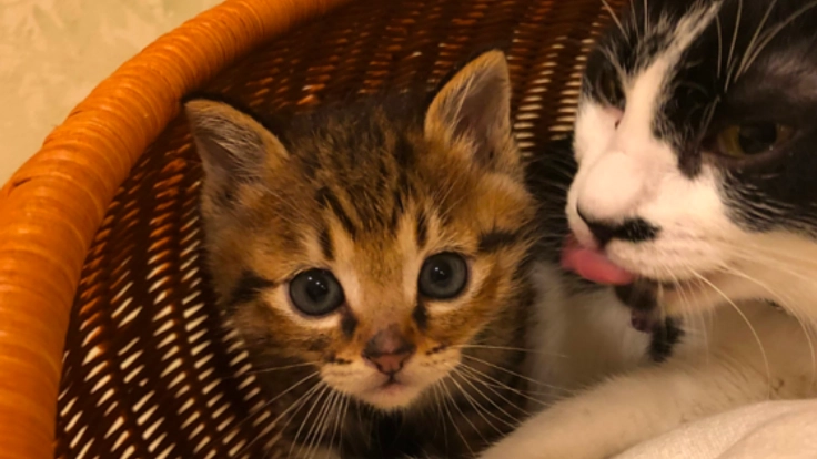 病気で苦しむ猫を増やさないために。ひだまり号別館を作ります。