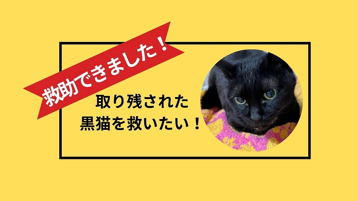 【救助できました】取り残された黒猫を救いたい！～その後～