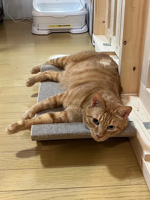 #猫の森ポン太くん