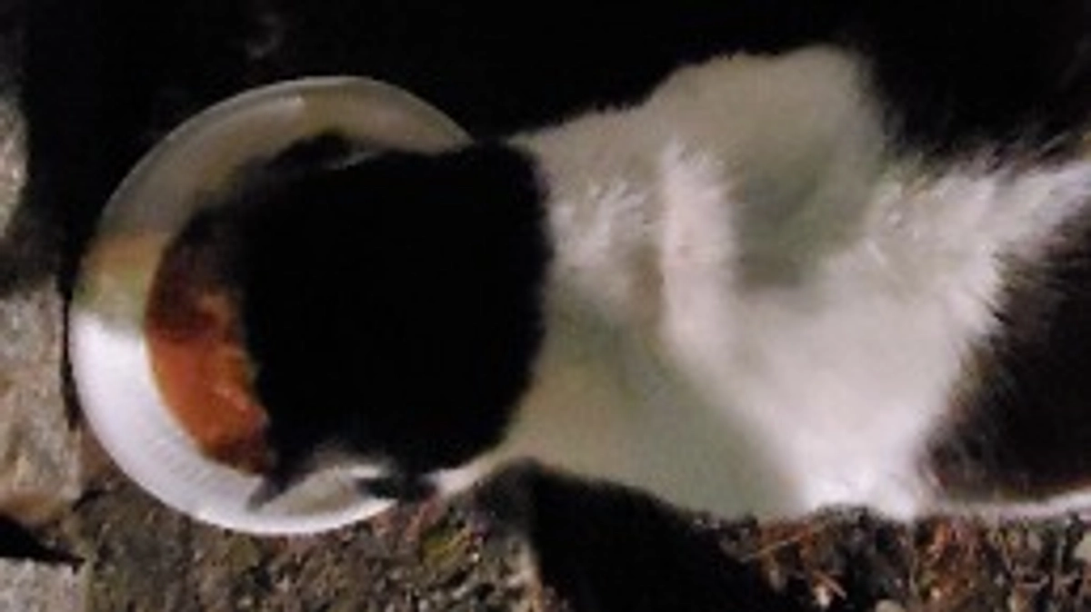 残り18日となってしまいましたが達成率13％と厳しい状態です。どうか宜しくお願い致します。