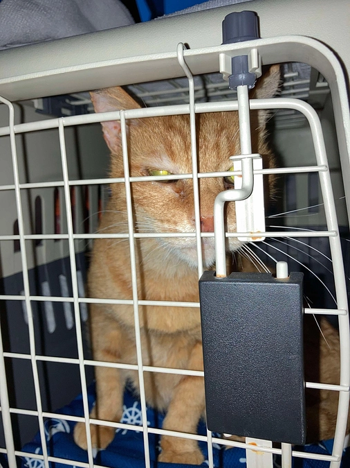 てんてん＆のらら　今月も病院へ