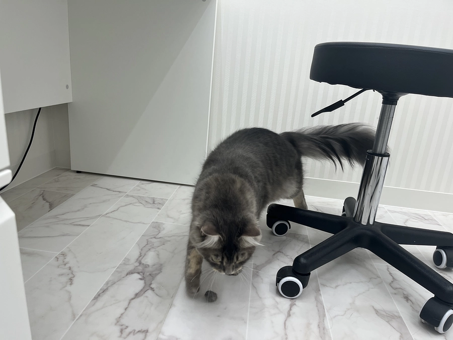 投薬38日目　お気に入りの政権交代