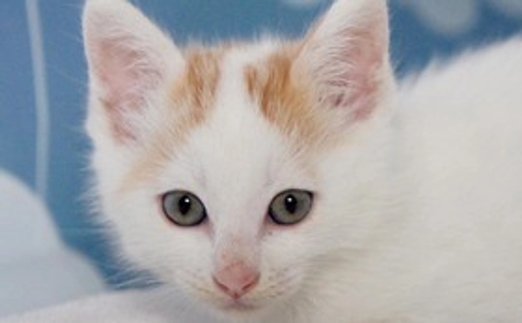 TNR支援3,000円コース