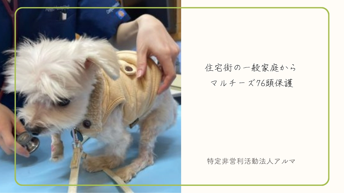 【あと3日！】過去の寄付使途の一例紹介：住宅街の一般家庭からマルチーズ76頭保護