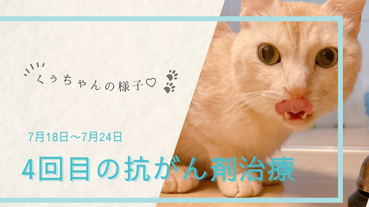 4回目の抗がん剤治療後のくぅちゃんの様子🐾