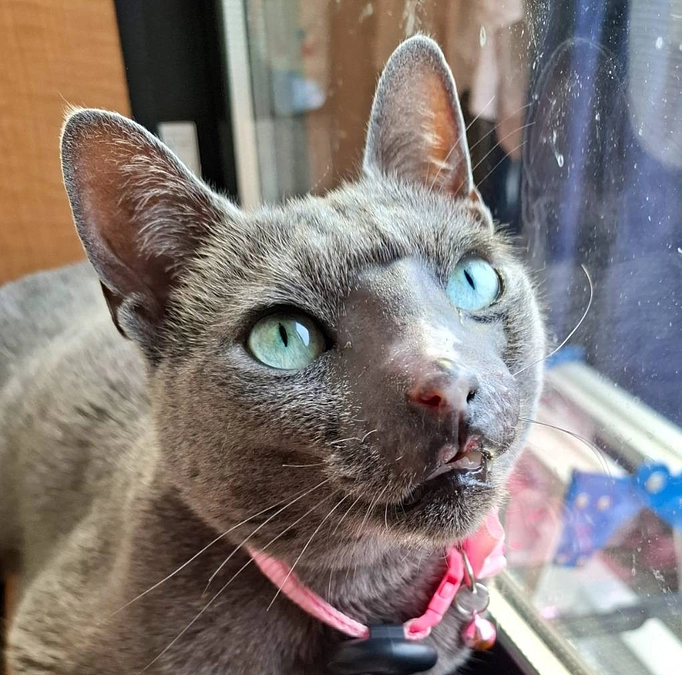 ステラの様子です。