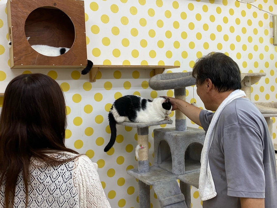 8月13日にシェルターで譲渡会を行いました