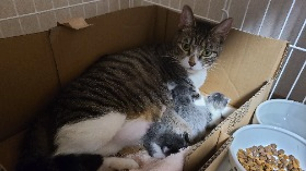 まりひめが出産しました。