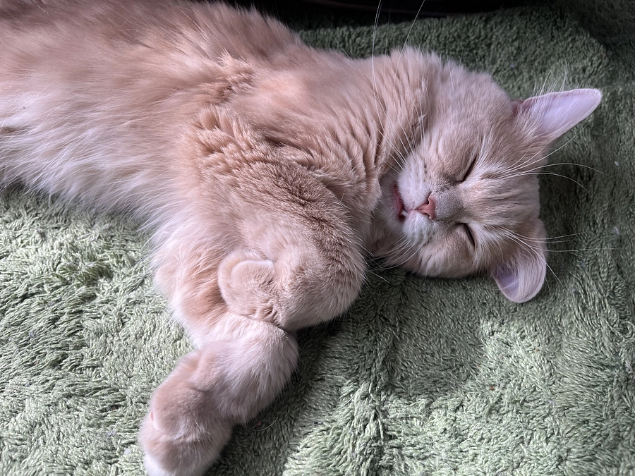 クラウドファンディング達成いたしました！