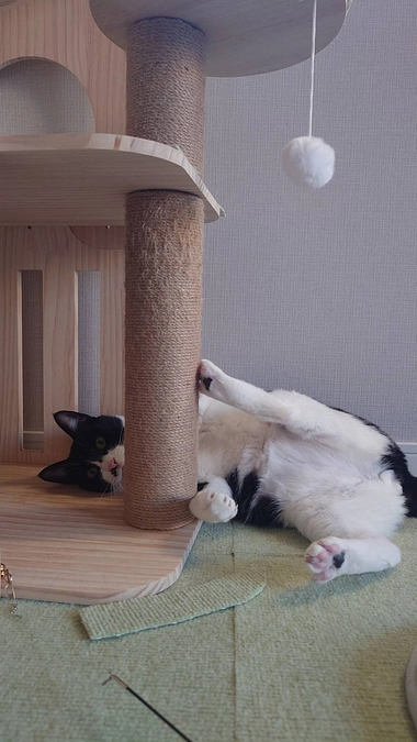 【みつぼし君】譲渡のお申し出の報告