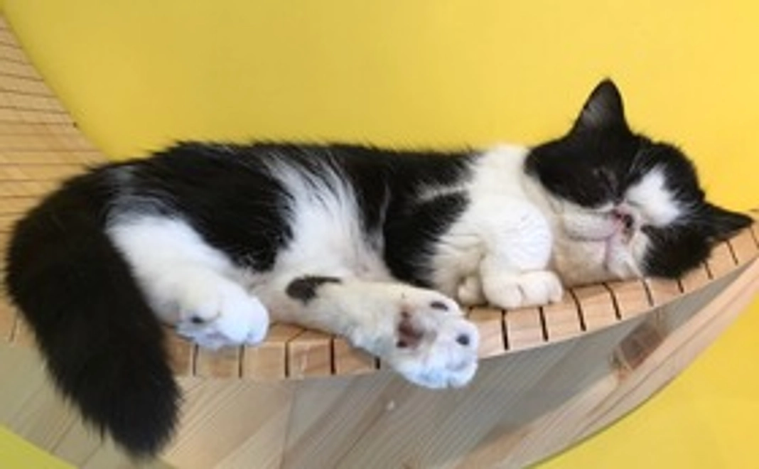 動物たちの居場所を守る！