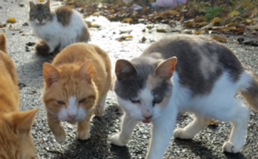 ニャンとぞ みなさまのご支援をよろしくお願いいたします。