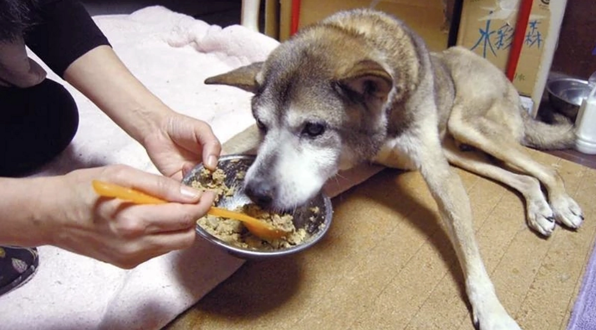 【25日までに目指せ200万円！】「犬は要らない」と公園につながれて捨てられていた犬、ジャックのお話