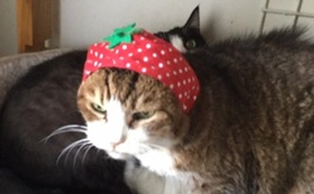 ほっこりフレンズコース(樹梨ジュリ館長、居てますにゃん)