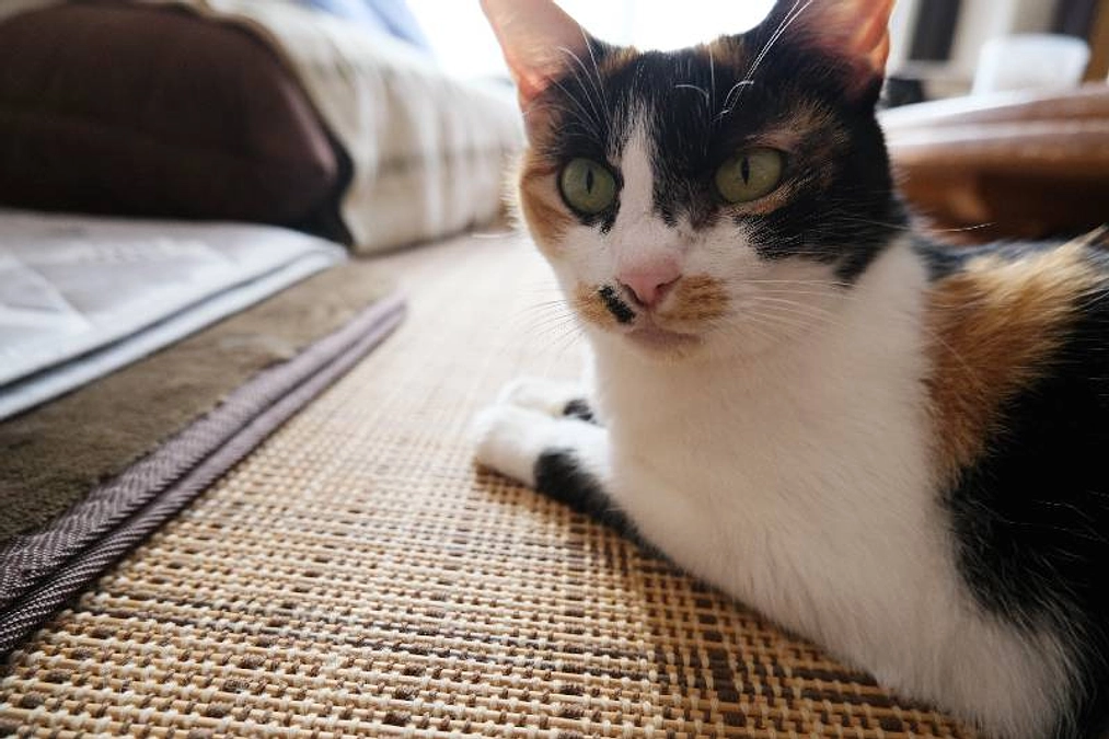 スタッフの思い…　そして願い…　「猫の幸せのために」